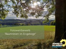 Bild zum Fotowettbewerb Baumriesen