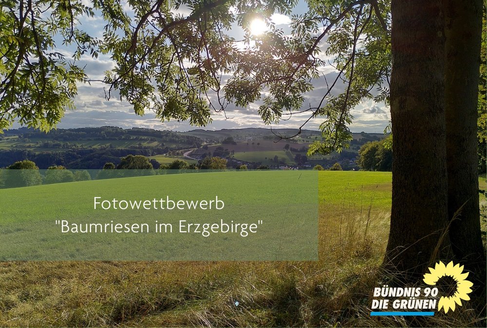 Bild zum Fotowettbewerb Baumriesen