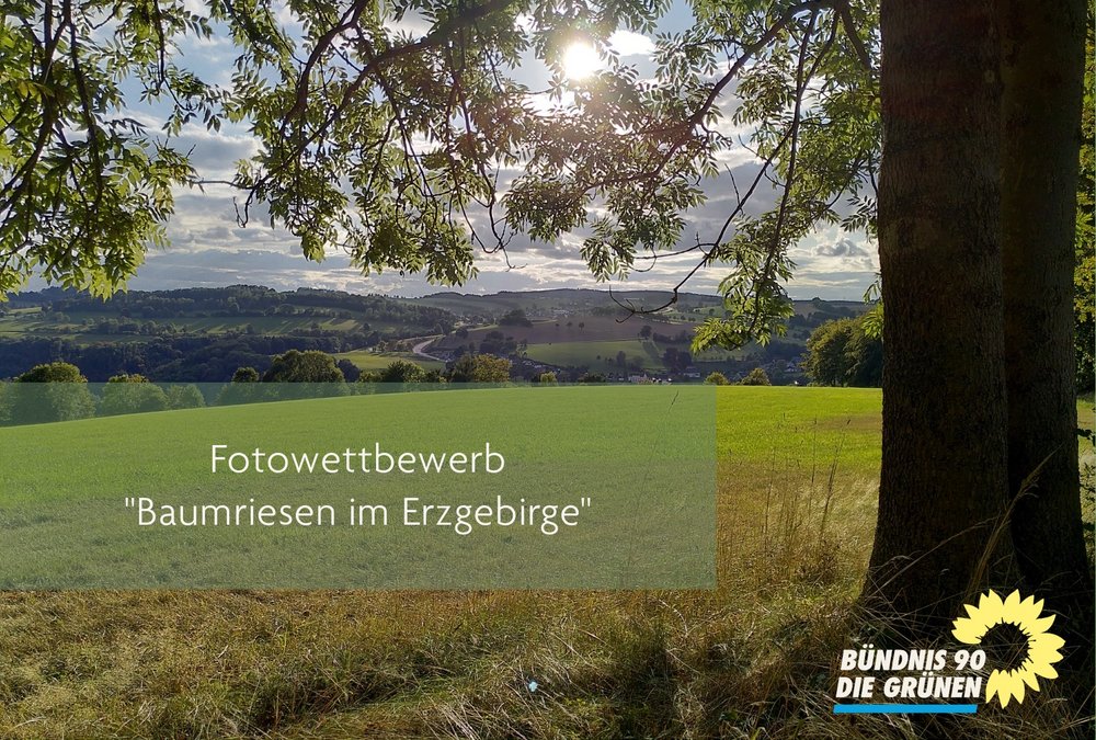 Bild zum Fotowettbewerb Baumriesen